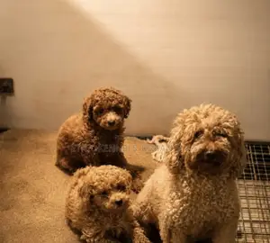 1-3 months Male Purebred Poodle