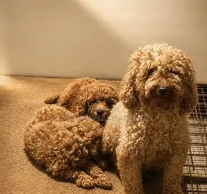 1-3 months Male Purebred Poodle