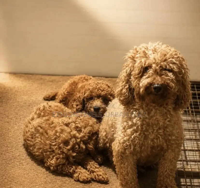 1-3 months Male Purebred Poodle