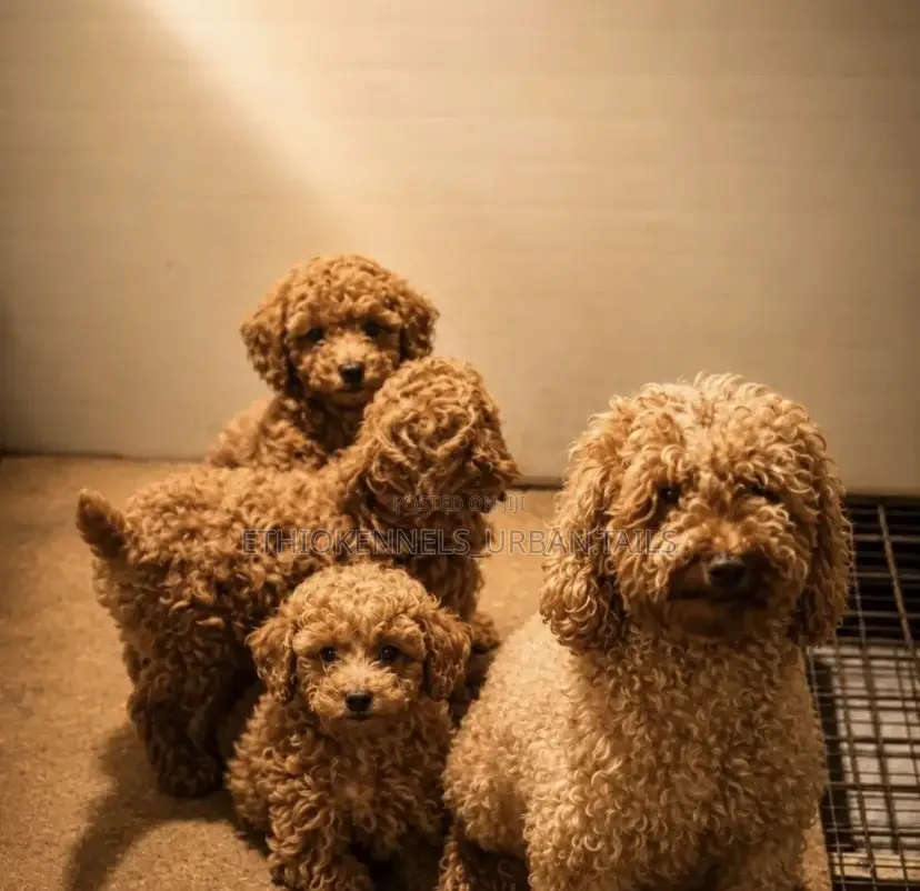 1-3 months Male Purebred Poodle