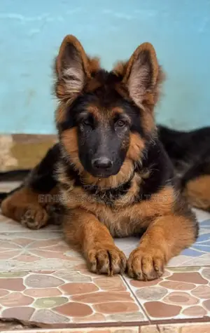 3-6 months Male Purebred German Shepherd
