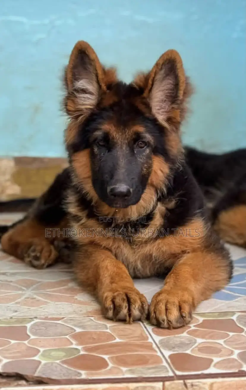 3-6 months Male Purebred German Shepherd