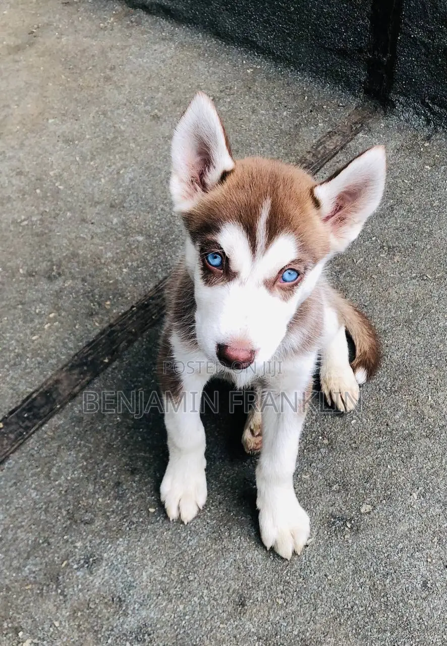 1-3 months Female Purebred Siberian Husky