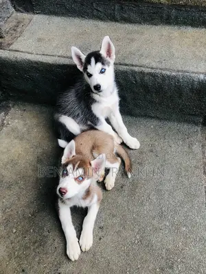 1-3 months Female Purebred Siberian Husky