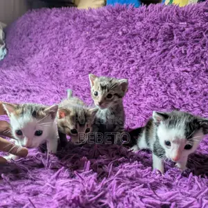 1-3 months Male Mixed Breed Abyssinian