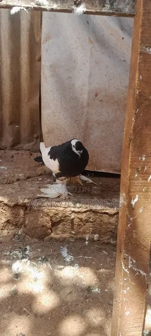 Pigeon Quality