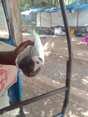 Pigeon Quality