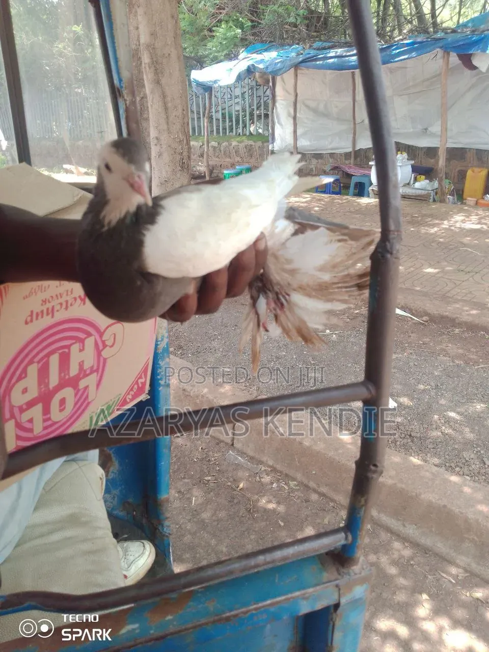 Pigeon Quality