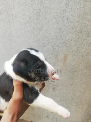 0-1 month Male Mixed Breed Siberian Husky