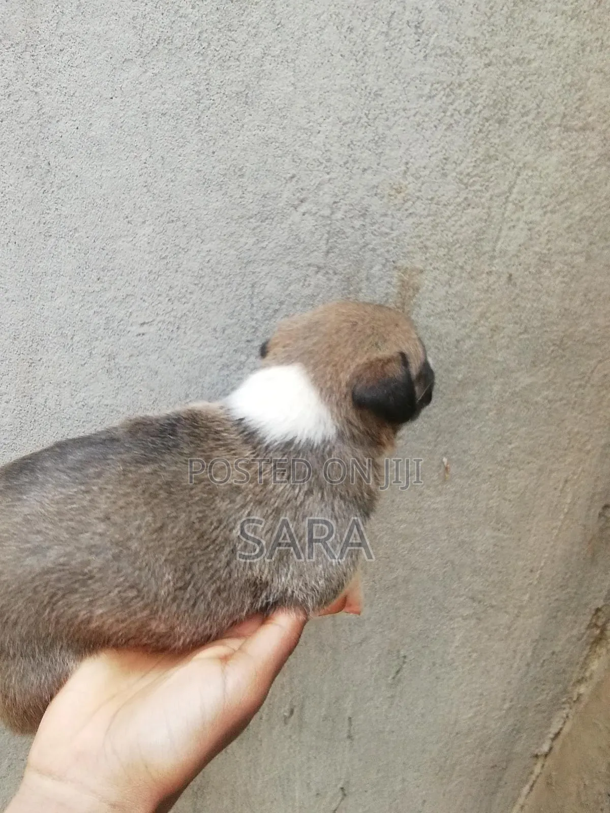 0-1 month Male Mixed Breed Siberian Husky