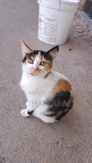 3-6 months Female Purebred Abyssinian
