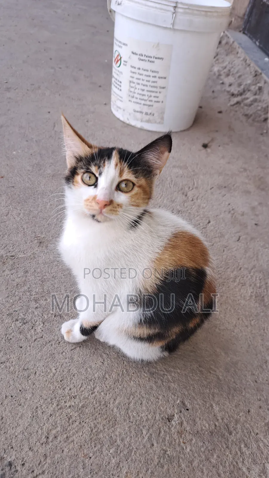 3-6 months Female Purebred Abyssinian
