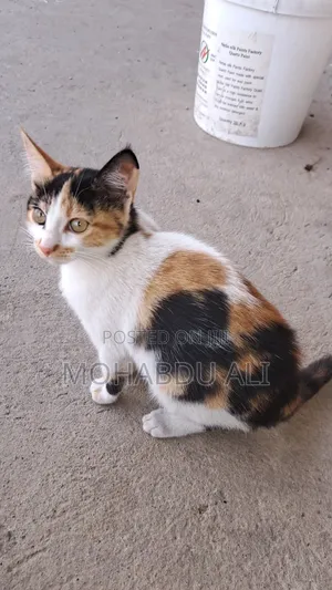 3-6 months Female Purebred Abyssinian