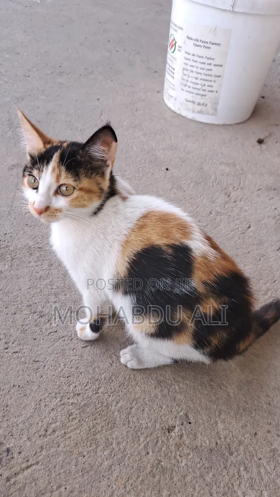 3-6 months Female Purebred Abyssinian