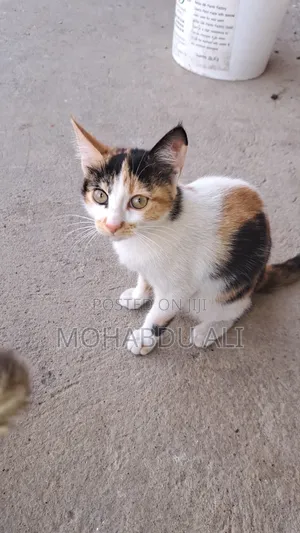 3-6 months Female Purebred Abyssinian