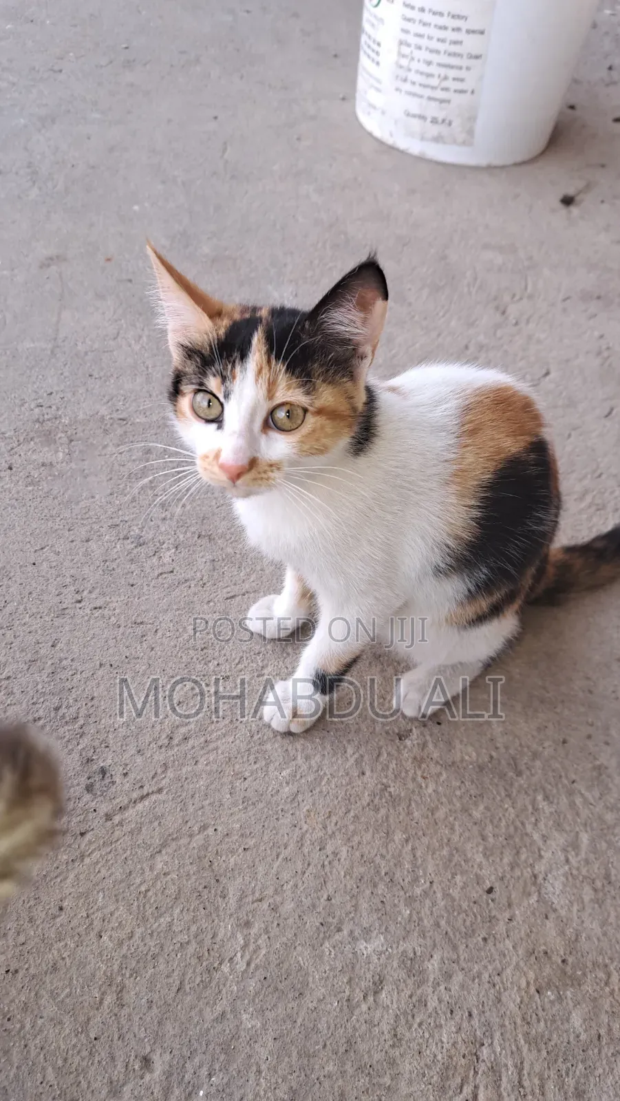 3-6 months Female Purebred Abyssinian
