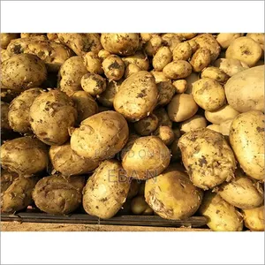 ድንች Fresh Potato 