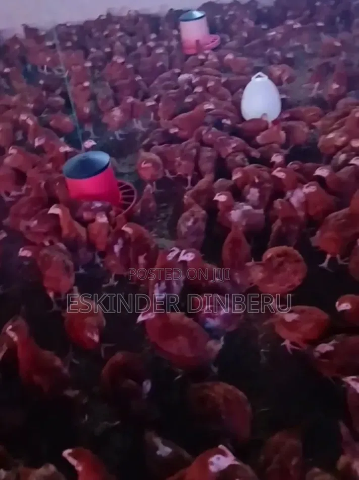 Pullet Chickens