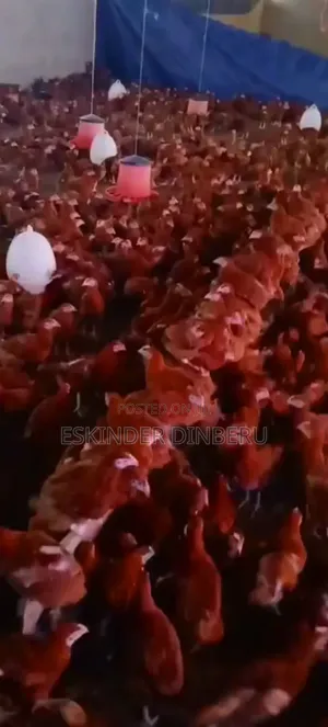 Pullet Chickens