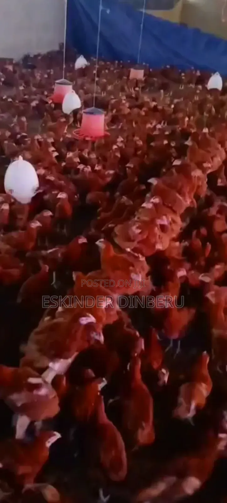 Pullet Chickens