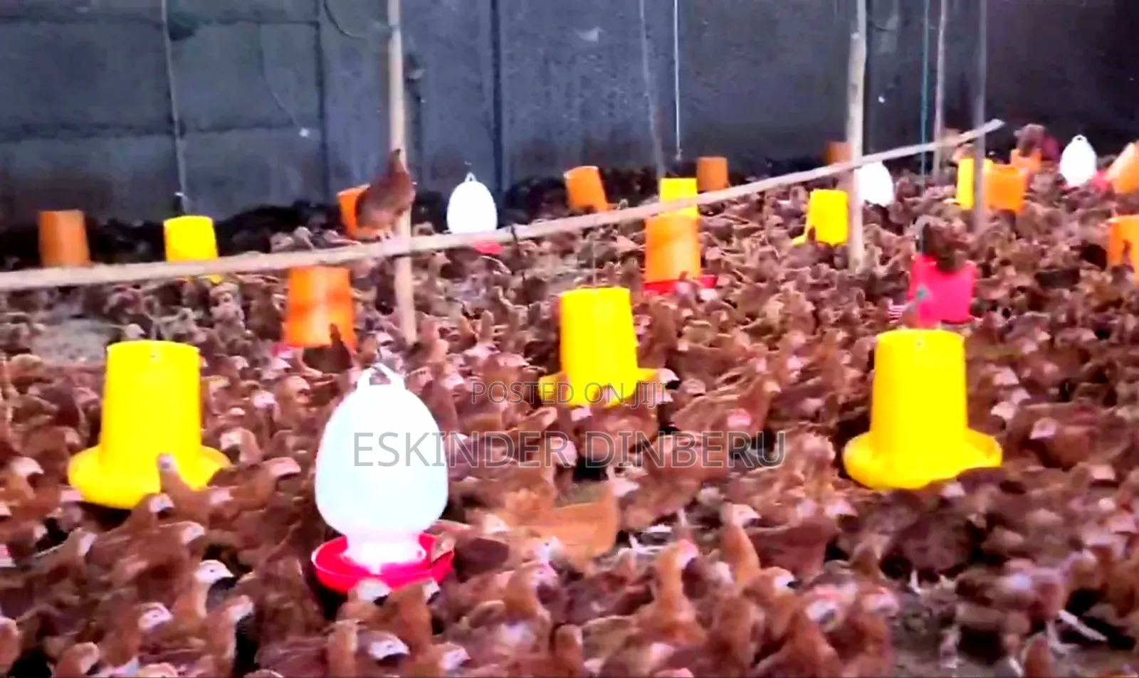 Pullet Chickens
