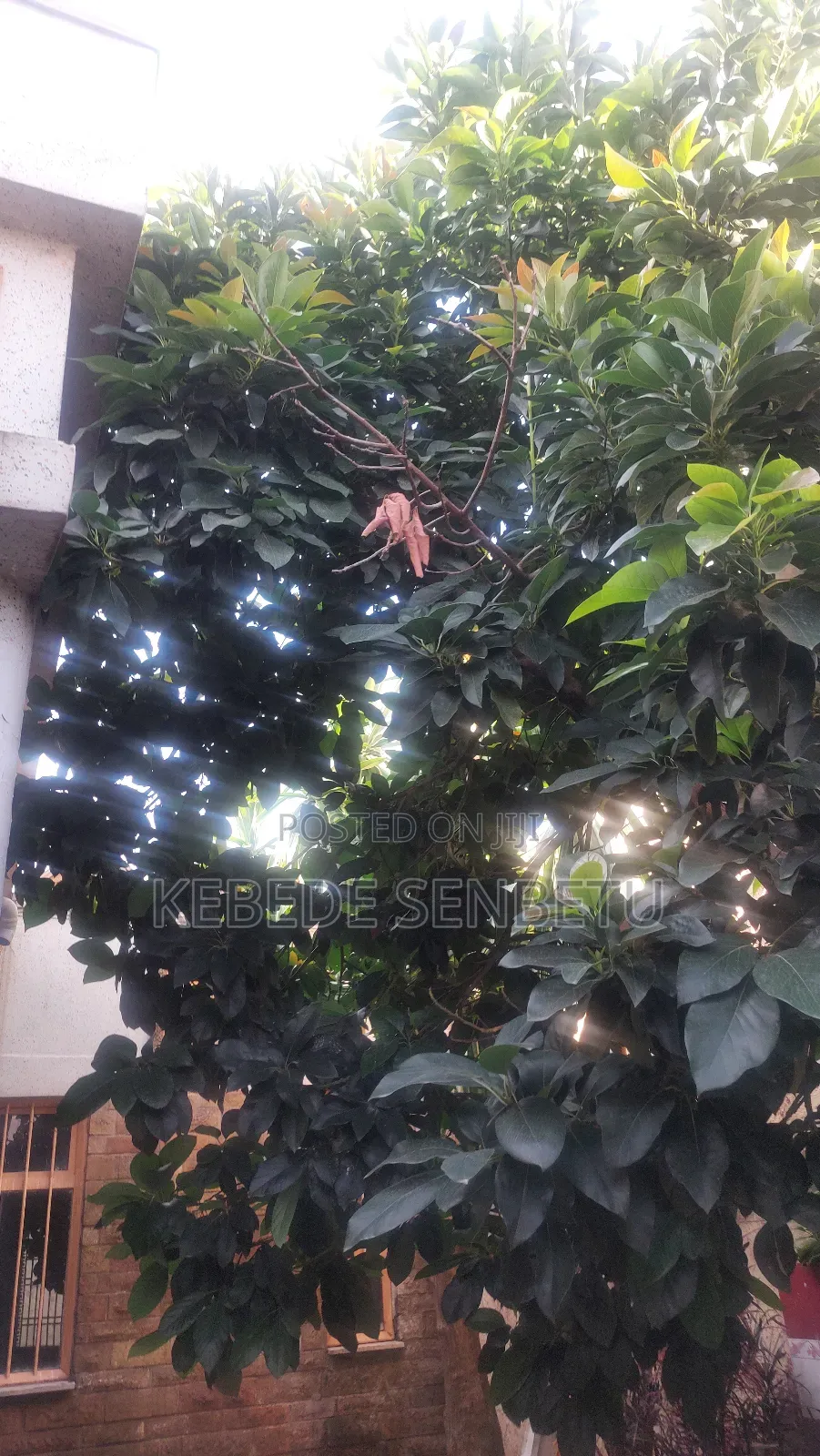 3bdrm House in Oromia, Bole for rent