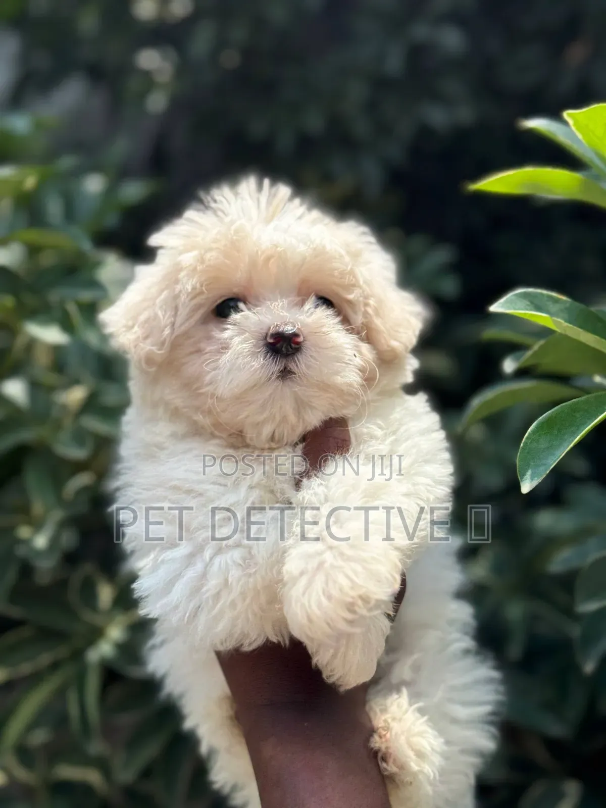 1-3 months Male Purebred Maltese