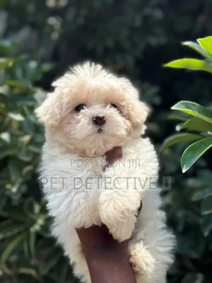 1-3 months Male Purebred Maltese