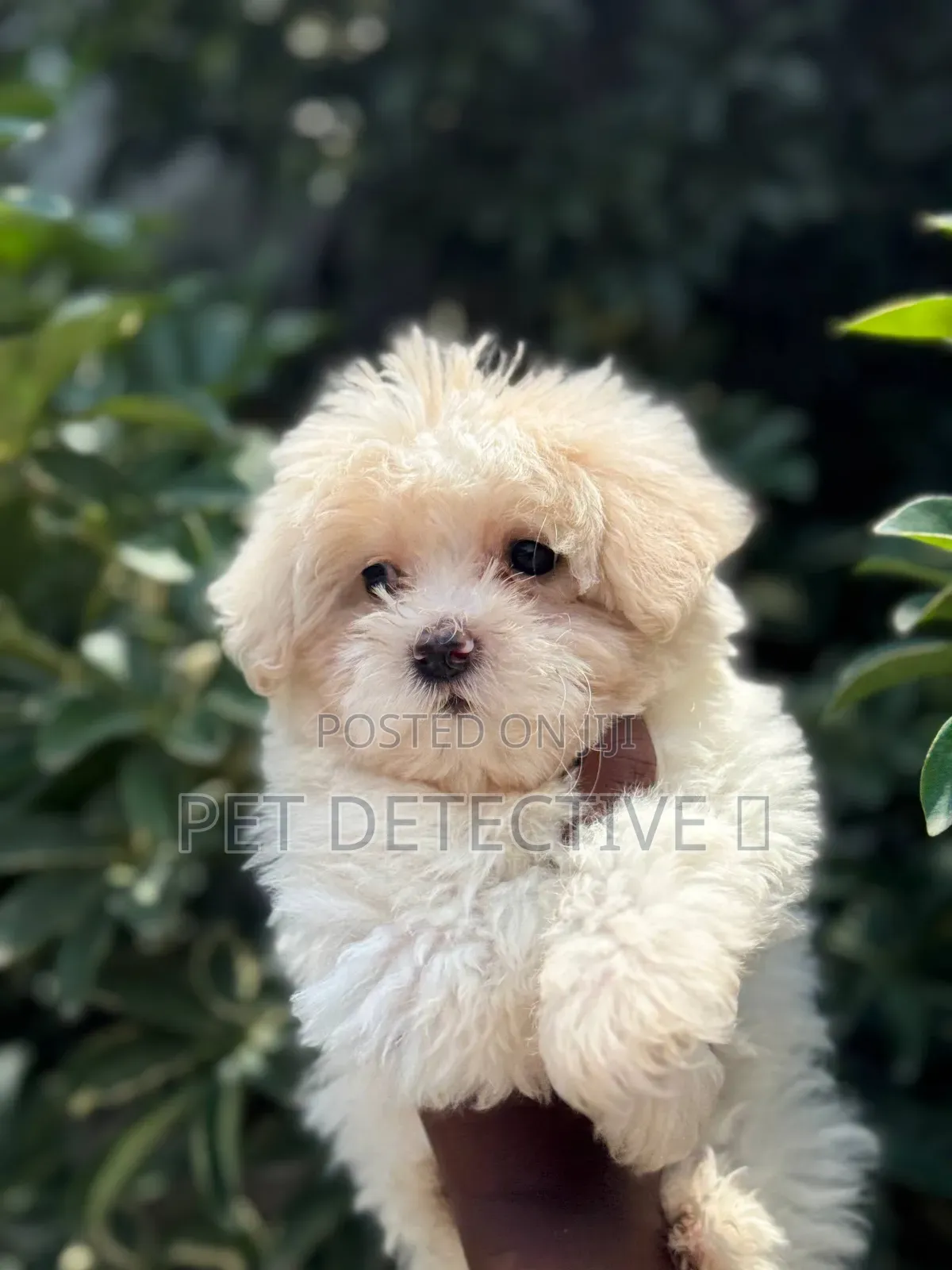 1-3 months Male Purebred Maltese