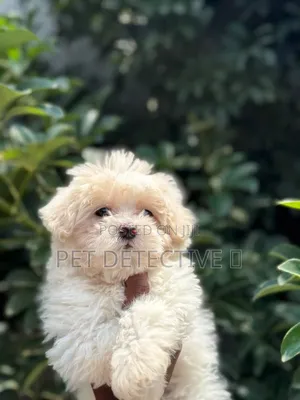 1-3 months Male Purebred Maltese