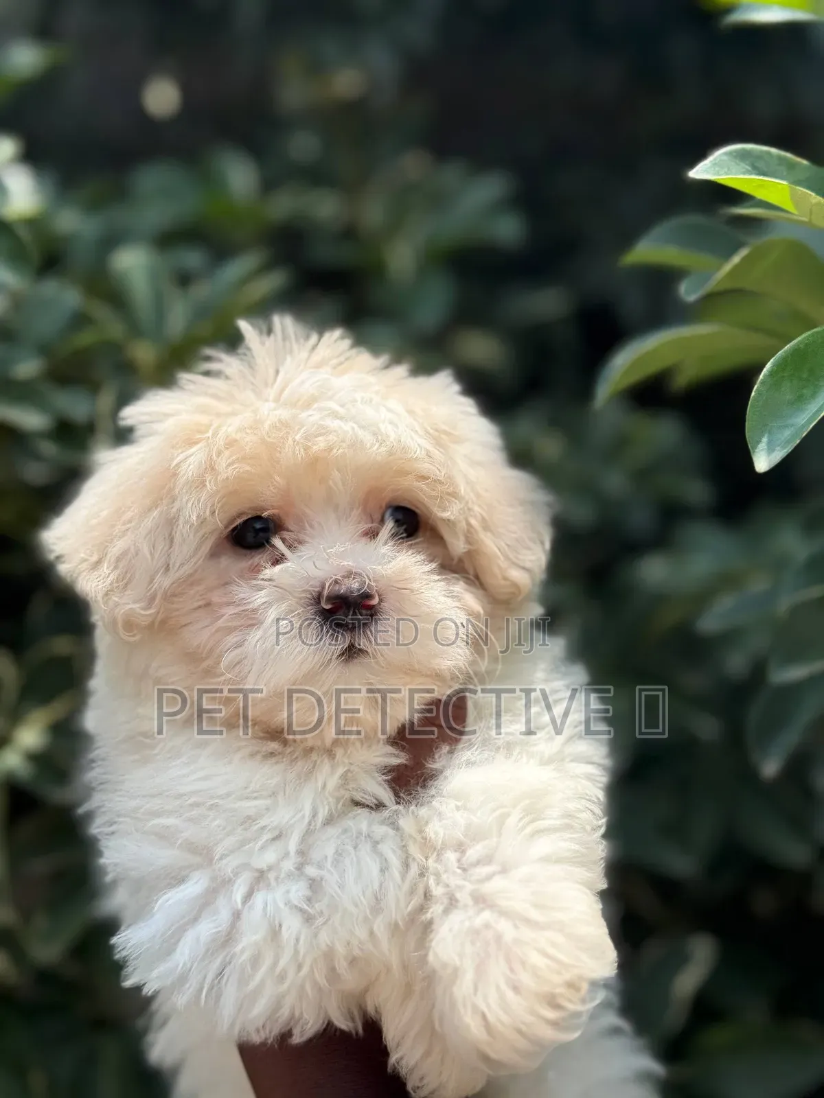 1-3 months Male Purebred Maltese