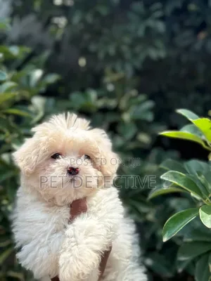 1-3 months Male Purebred Maltese