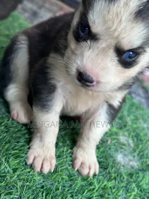 1-3 months Male Purebred Siberian Husky