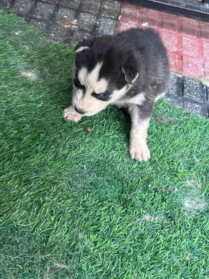 1-3 months Male Purebred Siberian Husky