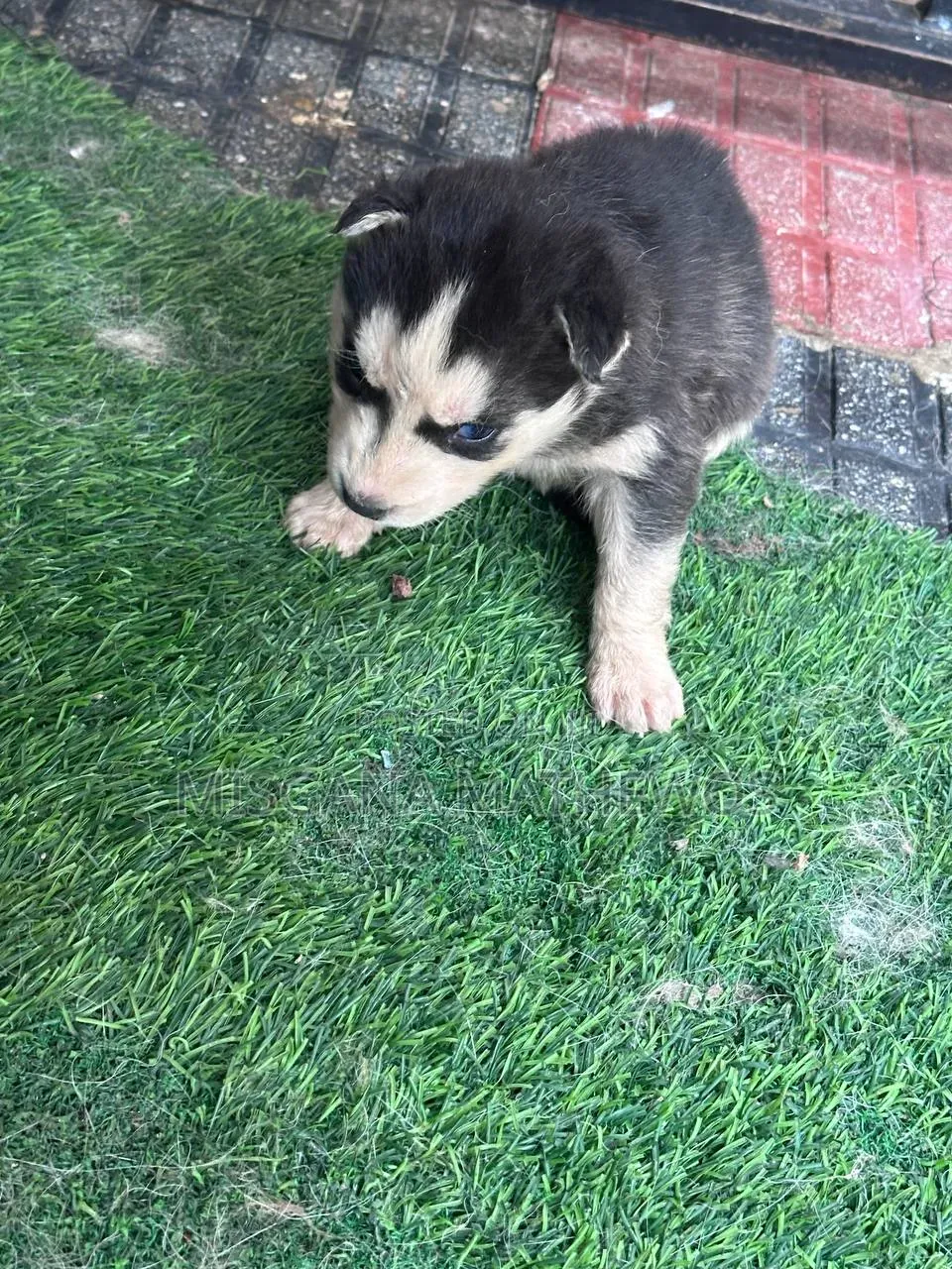 1-3 months Male Purebred Siberian Husky