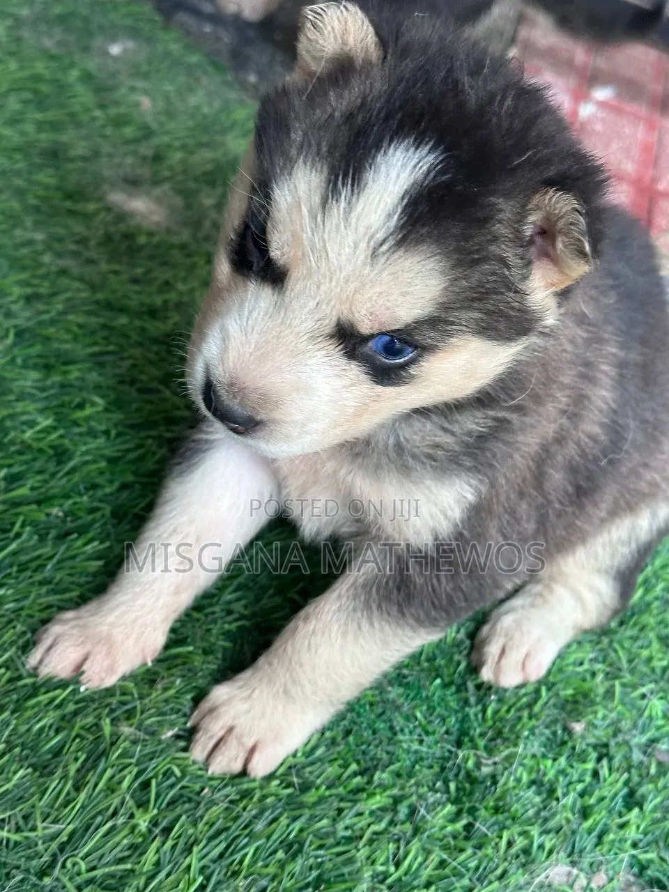 1-3 months Male Purebred Siberian Husky
