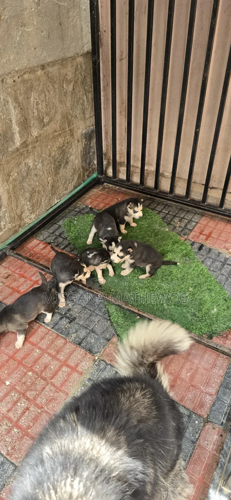 1-3 months Male Purebred Siberian Husky