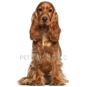 6-12 months Male Purebred American Water Spaniel