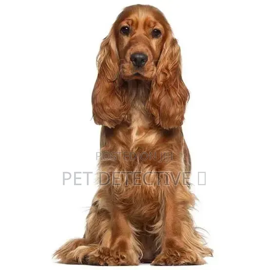 6-12 months Male Purebred American Water Spaniel