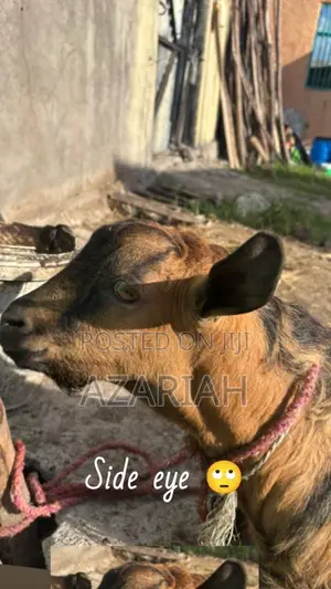 ሐረር ፍየል በ ፍሬም በ ብዛትም