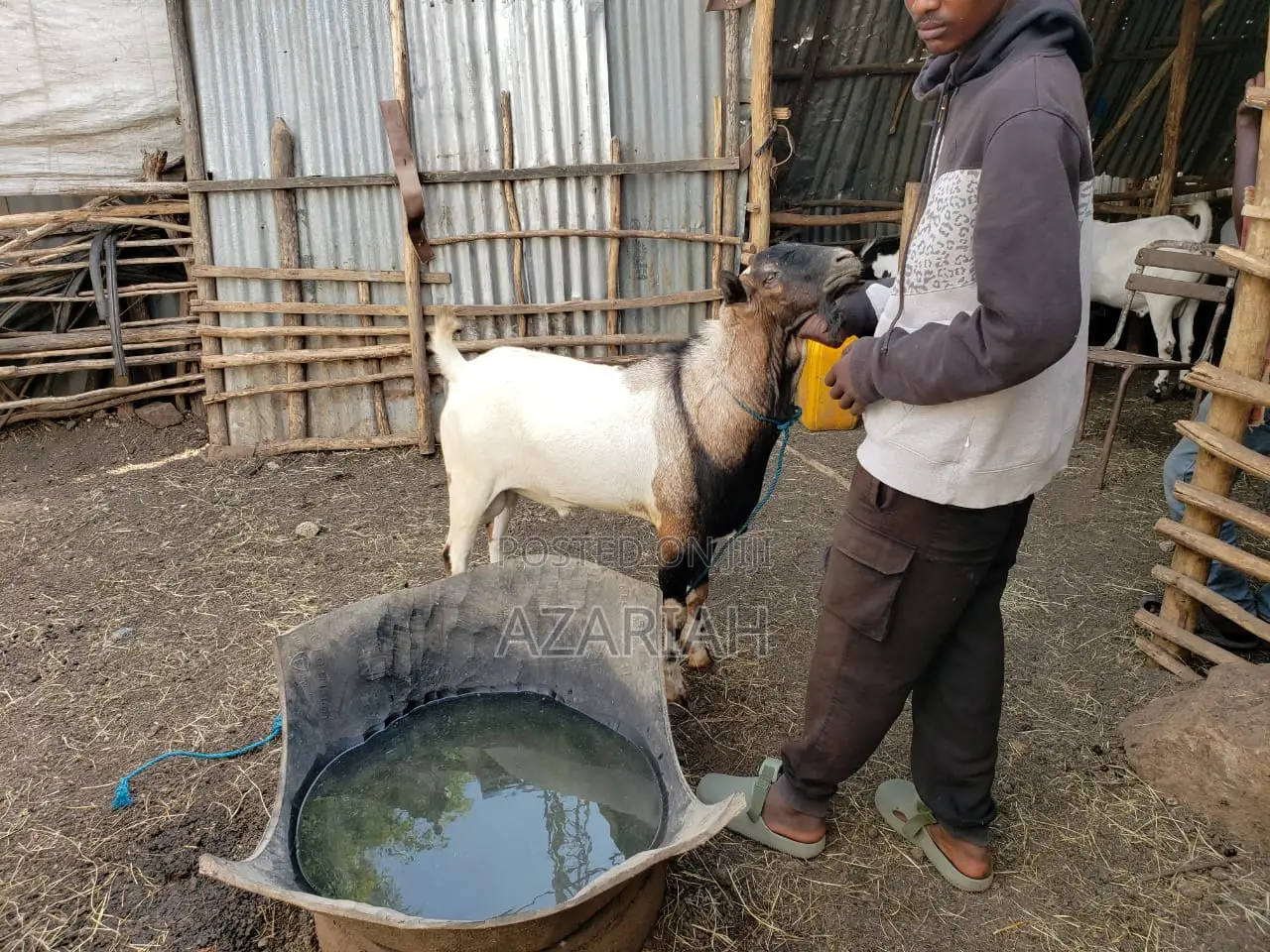 ሐረር ፍየል በ ፍሬም በ ብዛትም