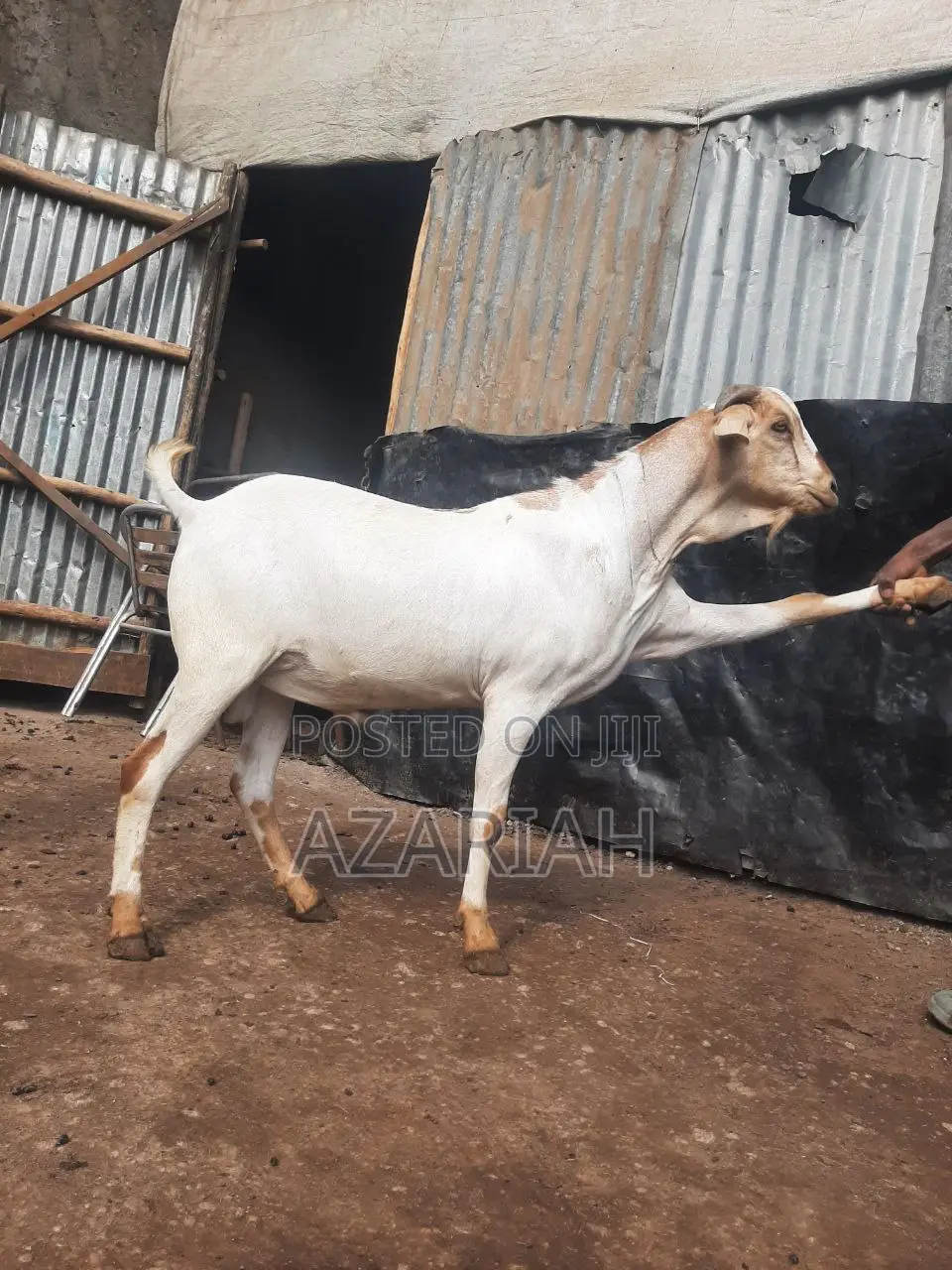 ሐረር ፍየል በ ፍሬም በ ብዛትም