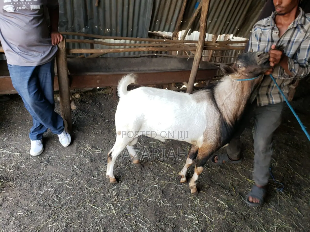 ሐረር ፍየል በ ፍሬም በ ብዛትም