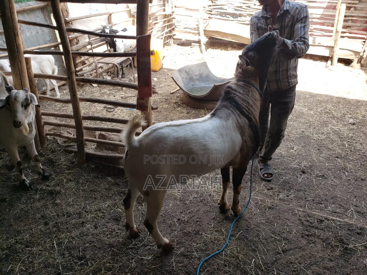 ሐረር ፍየል በ ፍሬም በ ብዛትም