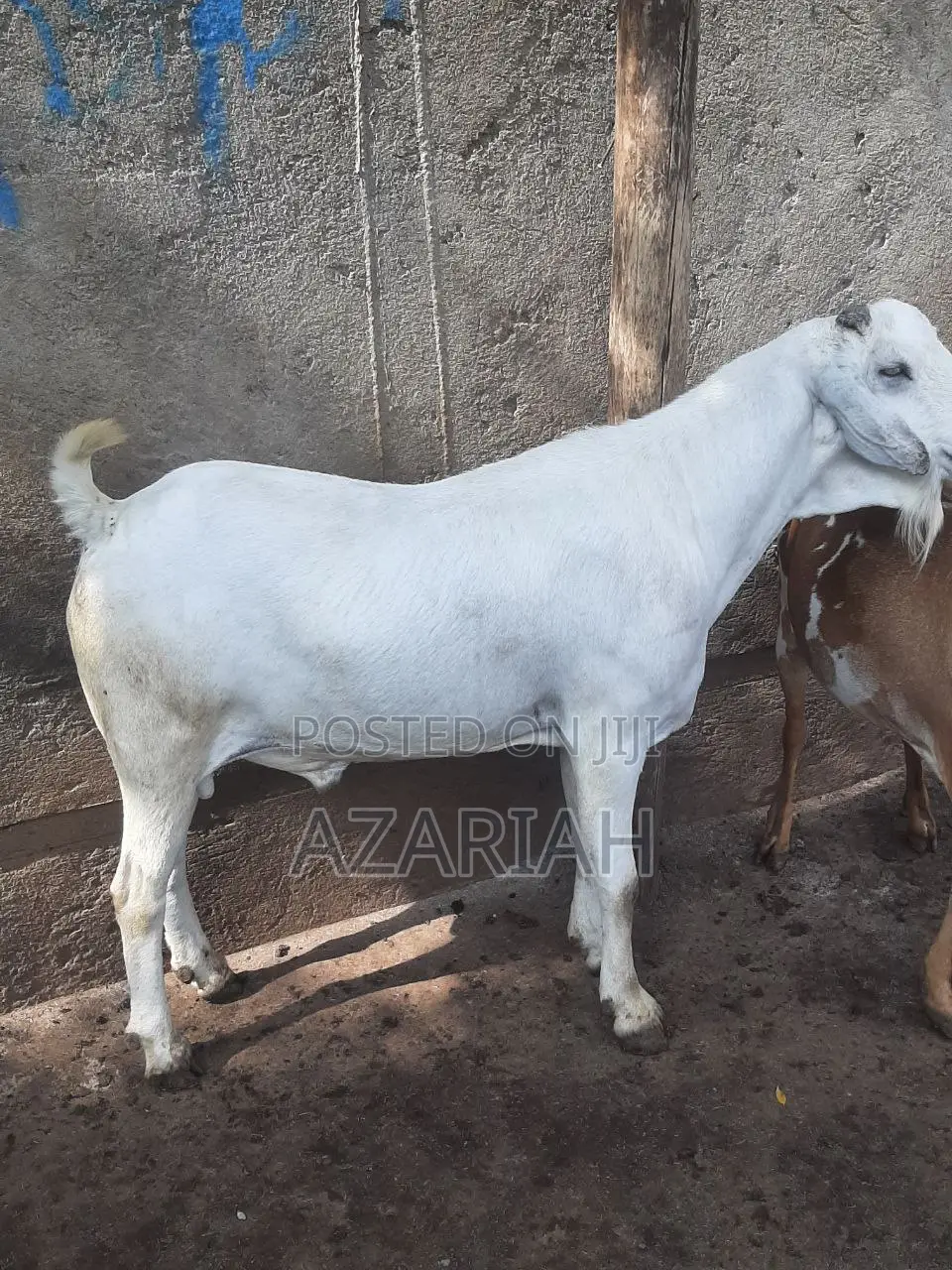 ሐረር ፍየል በ ፍሬም በ ብዛትም