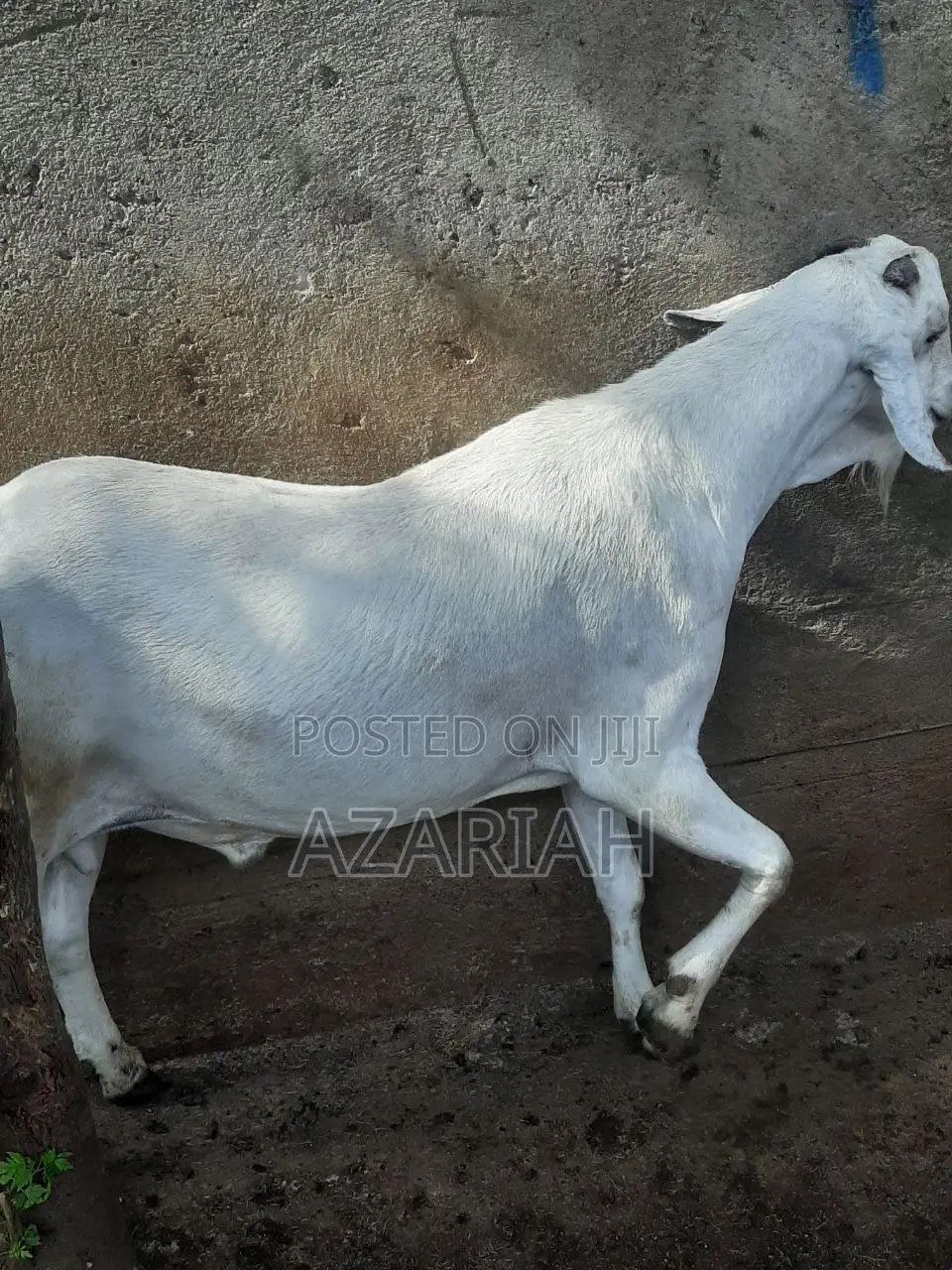 ሐረር ፍየል በ ፍሬም በ ብዛትም