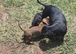 1-3 months Male Purebred Dachshund