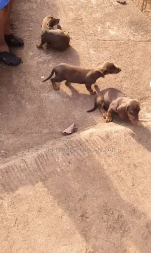 1-3 months Male Purebred Dachshund