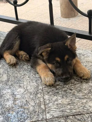 1-3 months Male Purebred German Shepherd
