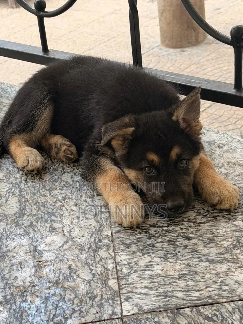 1-3 months Male Purebred German Shepherd